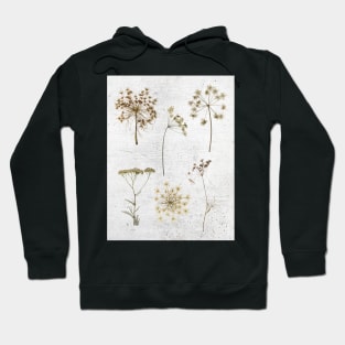 Queen Anns Lace dried flowers Hoodie